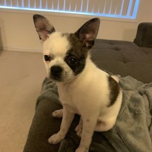 Meet your Posher, Renin